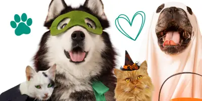 pet contest