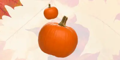 pumpkin patch
