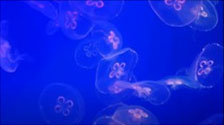 Jellyfish video - Northeast State Counseling Calm Room